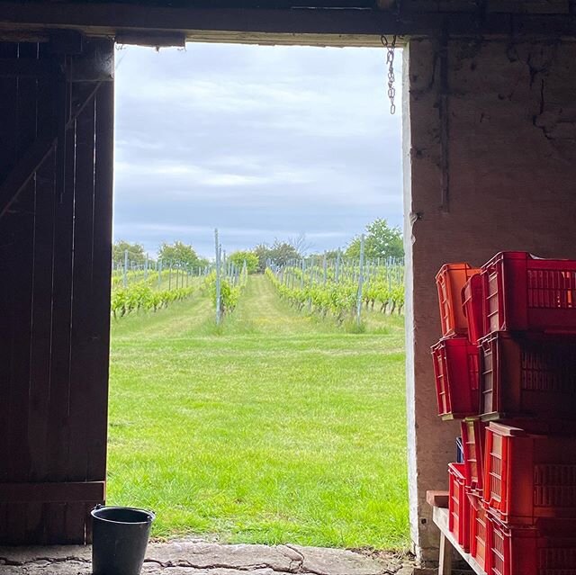 H J E L M V I N G Å R D Igår bes&oslash;gte vi J&oslash;rgen på hans vingård. Kunstneren J&oslash;rgen Teik Hansen har dyrket vin siden 1980 erne og her på M&oslash;n i den lerede kalkede jord dyrker han druerne Rondo, Frühburgunder og Solaris.