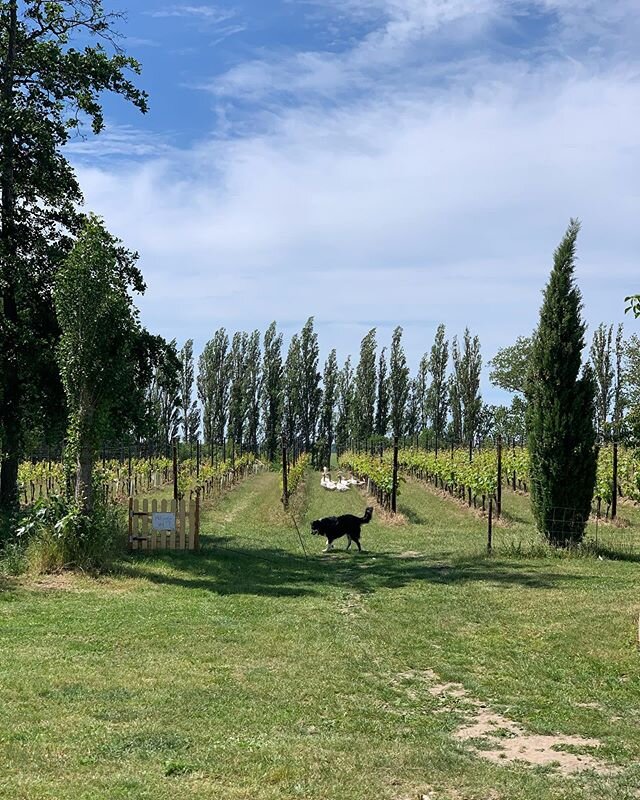 Mini Toscana @hvidtfeldt-gundersen.dk #hideawayvineyard #mousserende vin til havnen💙✨