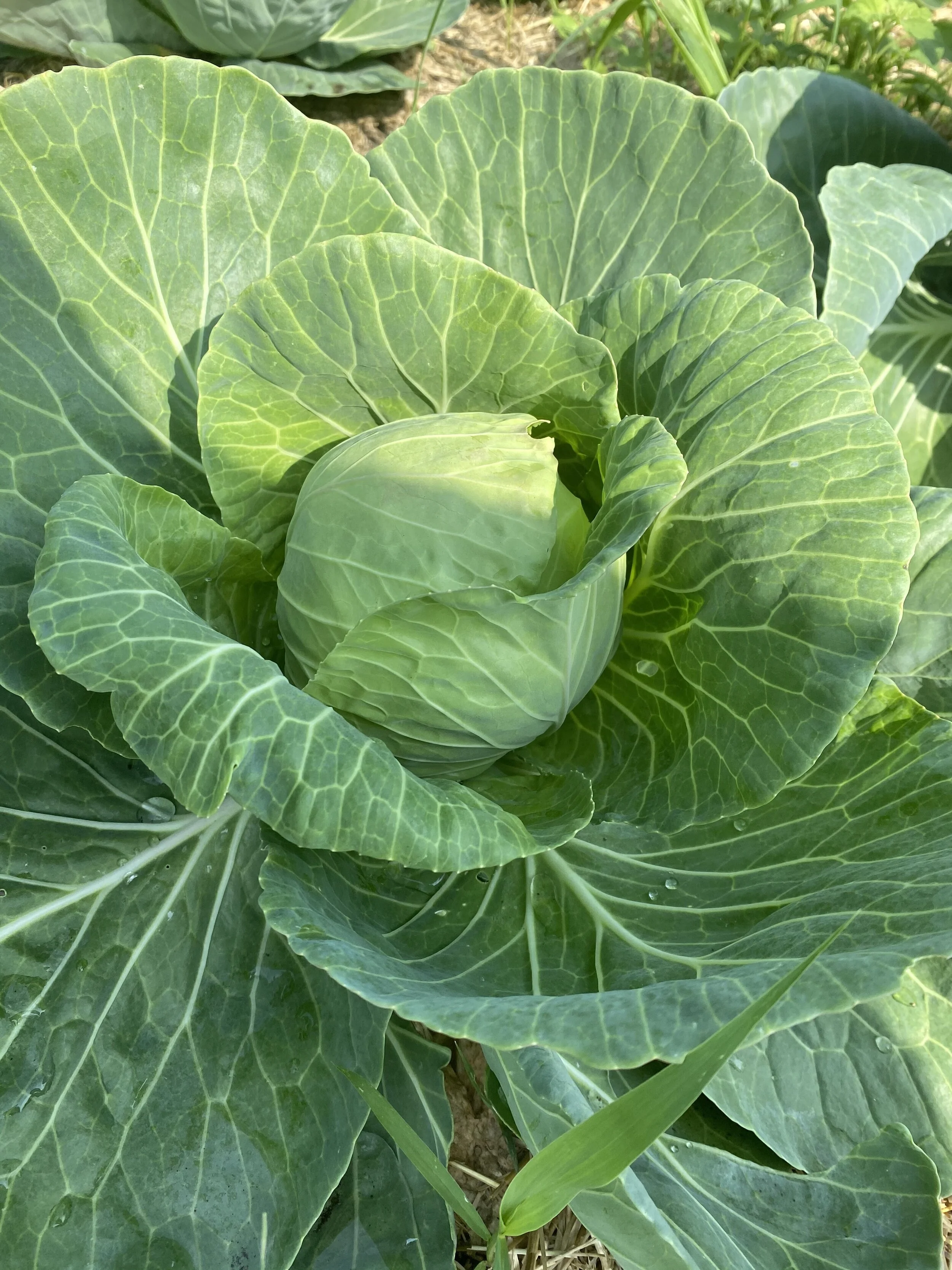 It's beginning to look at lot like veggies