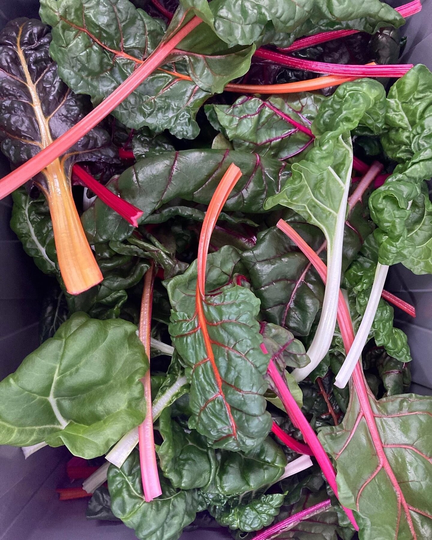 It&rsquo;s a beautiful day for a farmers&rsquo; market. Come see Sonja and Jenner at the QC Farmers&rsquo; Market at Schweibert Park from 10-12 today. They will have colorful Swiss Chard. 

What does one do with Swiss Chard? So many things! https://w