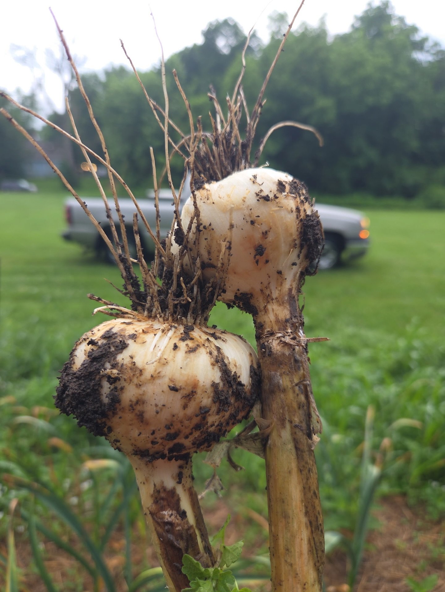 Garlic!!!