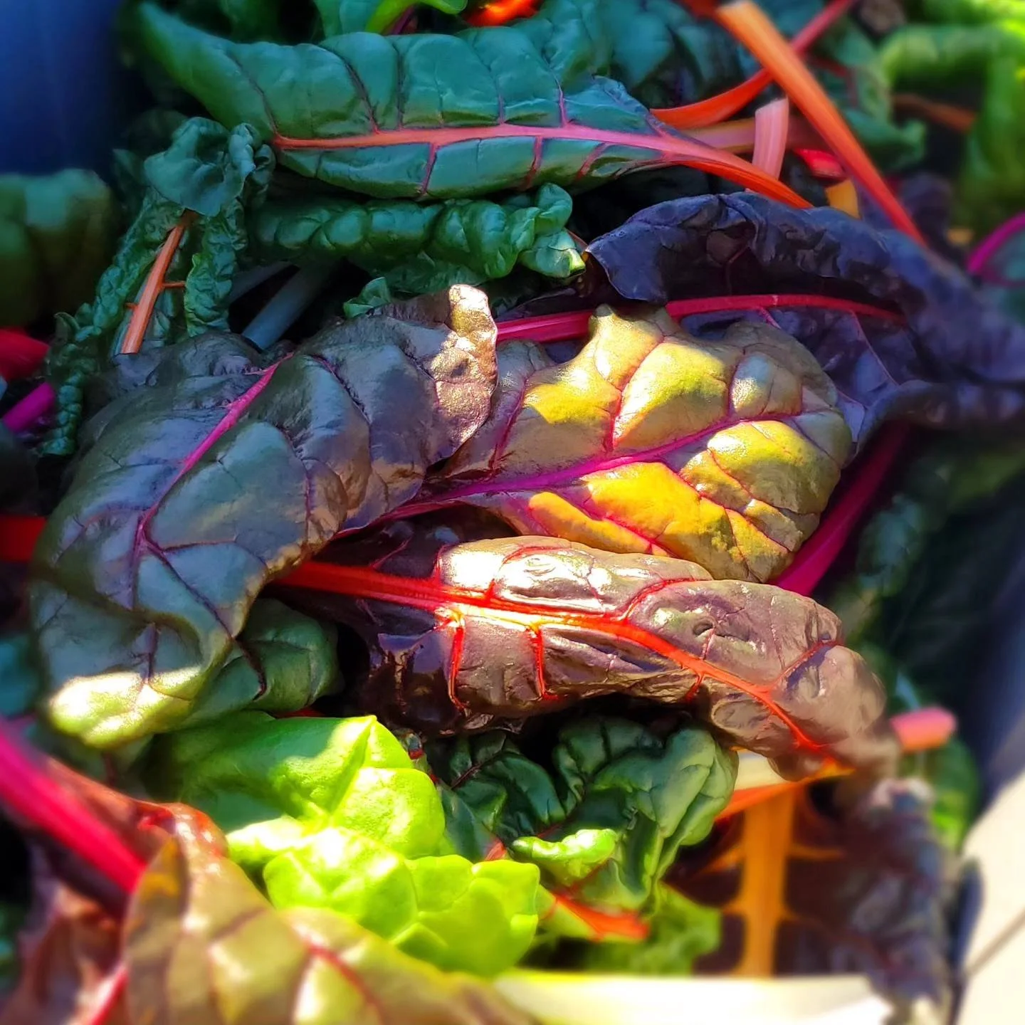 436498409_946456064147007_7257670529657866680_n (1).jpg