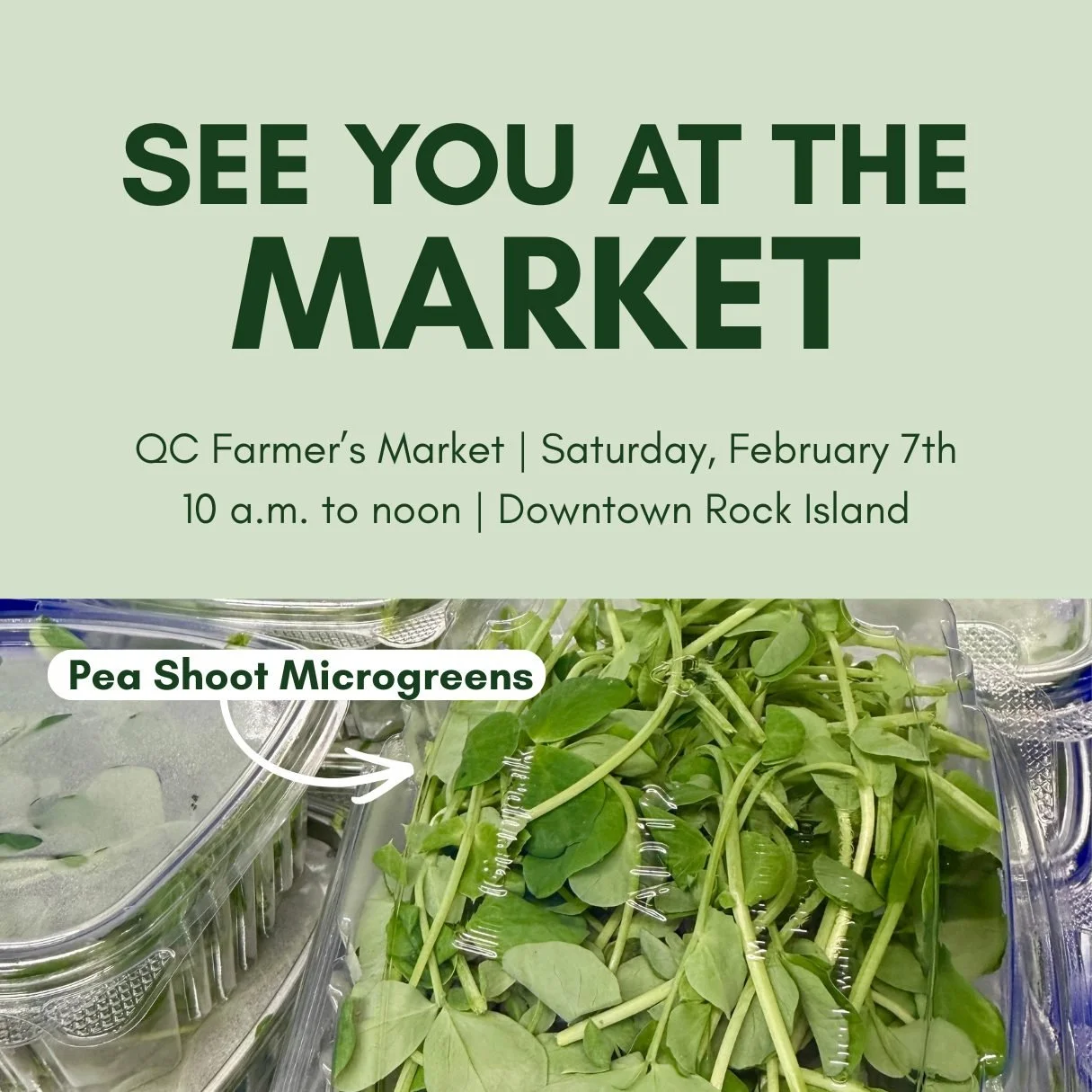 Swing by the @qcfarmersmarket tomorrow and say hi! We'll be there with salad mix and microgreen pea shoots. 💚