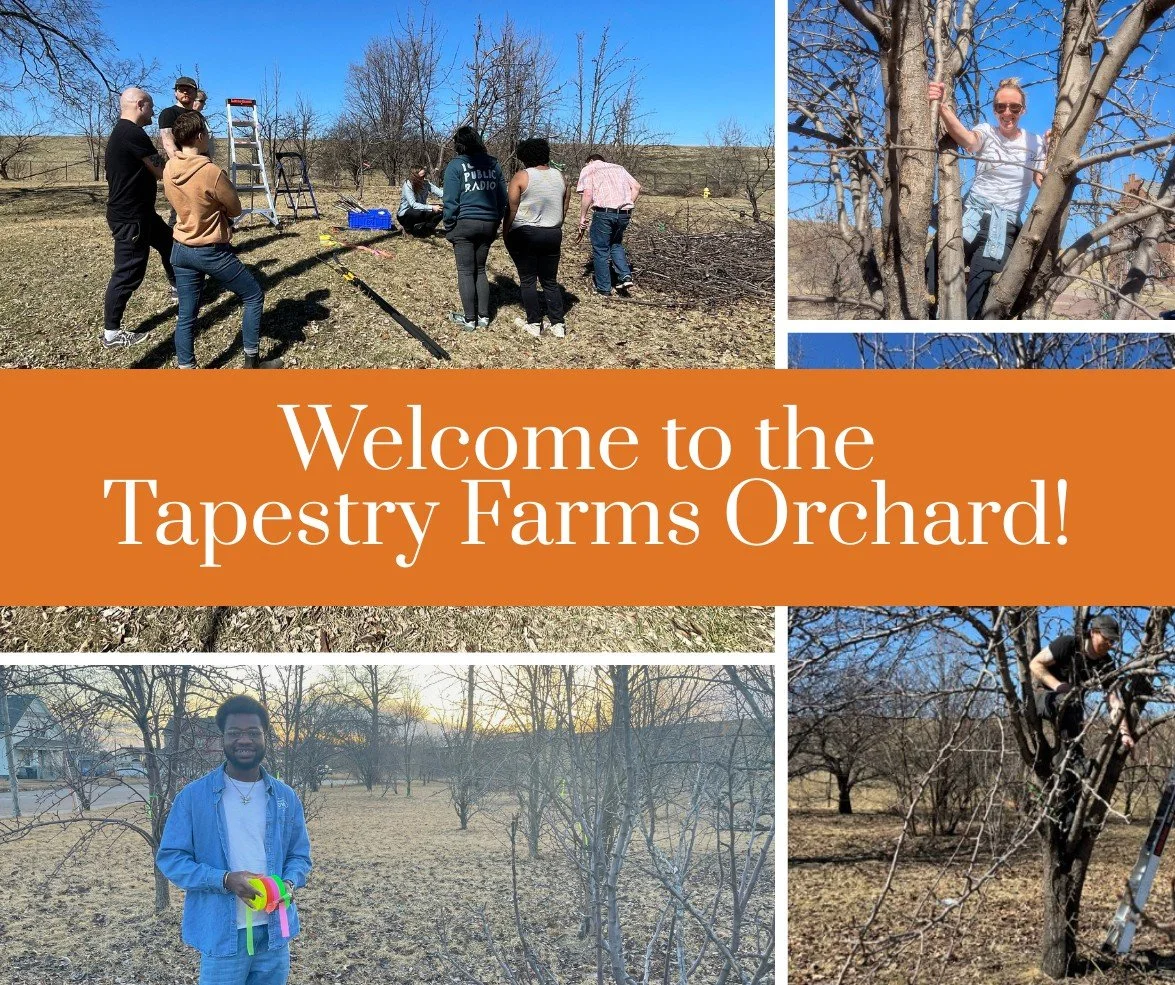 Earlier this month (during a beautiful stretch of warm days), a small group of us gathered to prune fruit trees in west Rock Island.

This orchard&mdash;our first piece of land at Tapestry Farms (!)&mdash;is a half-acre with about 40 trees, made poss