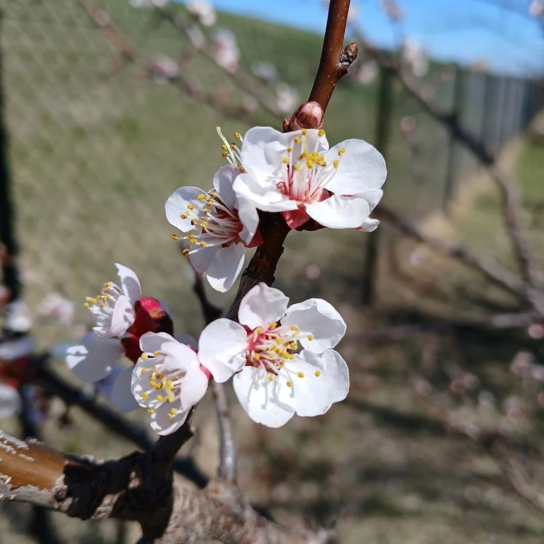 An apricot tree at our new orchard in west Rock Island is showing off some whimsical-looking blossoms. We thought these gorgeous photos might get some attention for two things we need for this beautiful piece of land.

An orchard ladder. They are a t