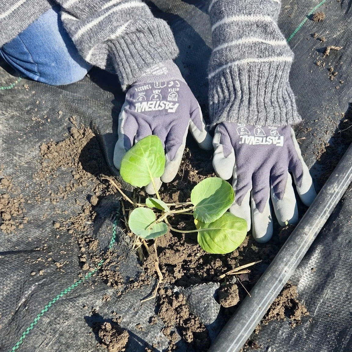 It's official! The first outdoor plant of the 2026 growing season is in the ground. 💚