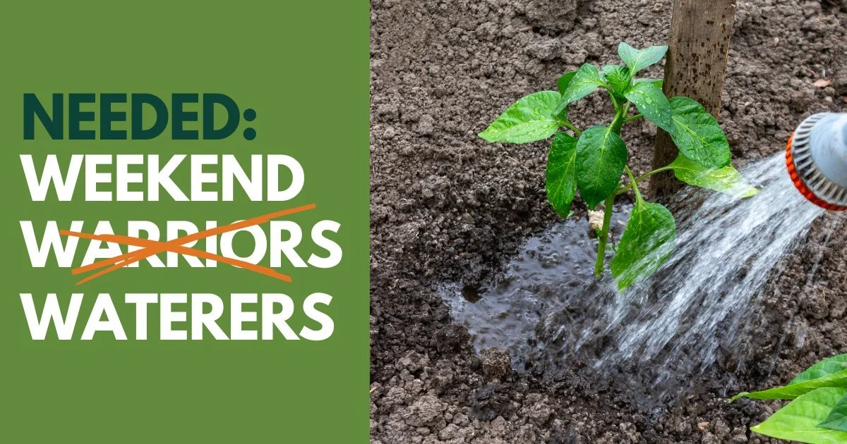 🌿🚨 Weekend Waterers Needed! 💧😎
We're looking for volunteers who can commit to watering at one of our urban garden sites on a Saturday or Sunday this season. It's a simple, flexible way that you can help ensure a successful harvest and support ref