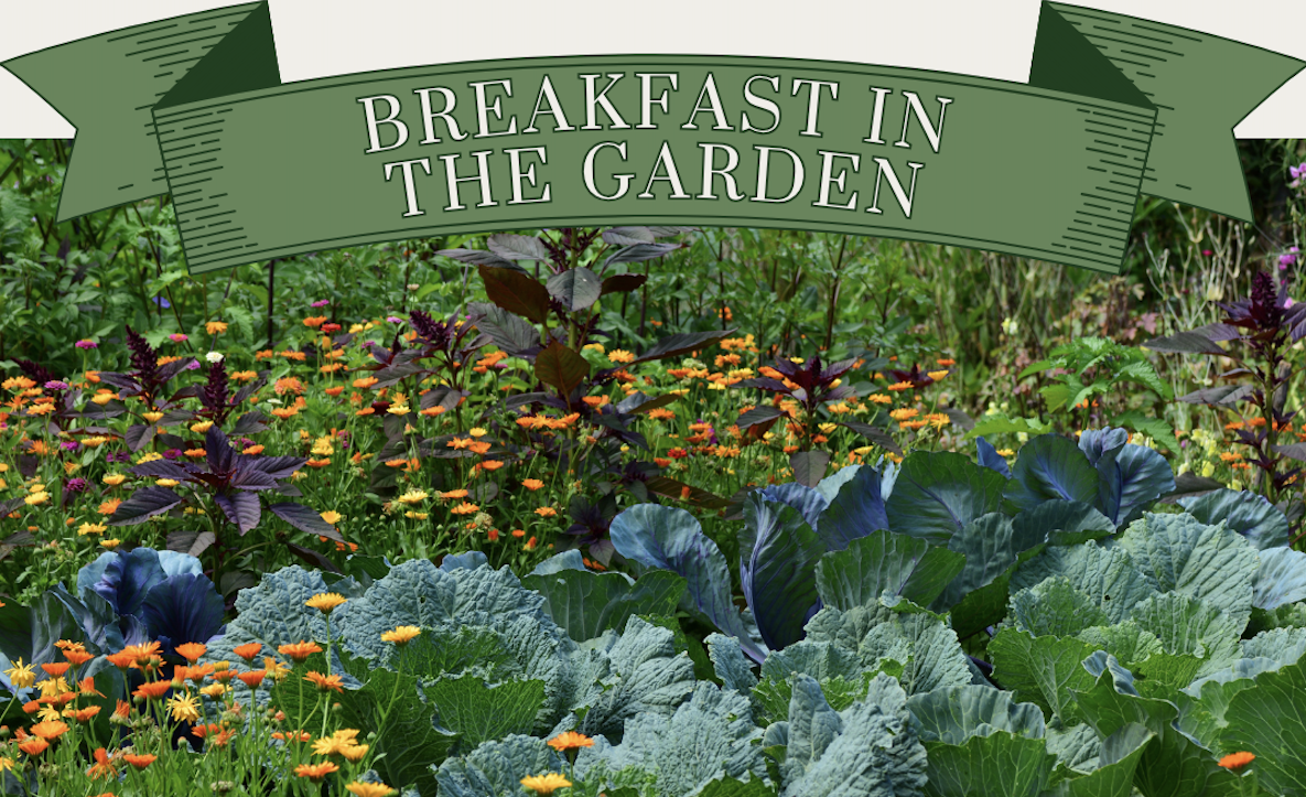Breakfast in the garden
