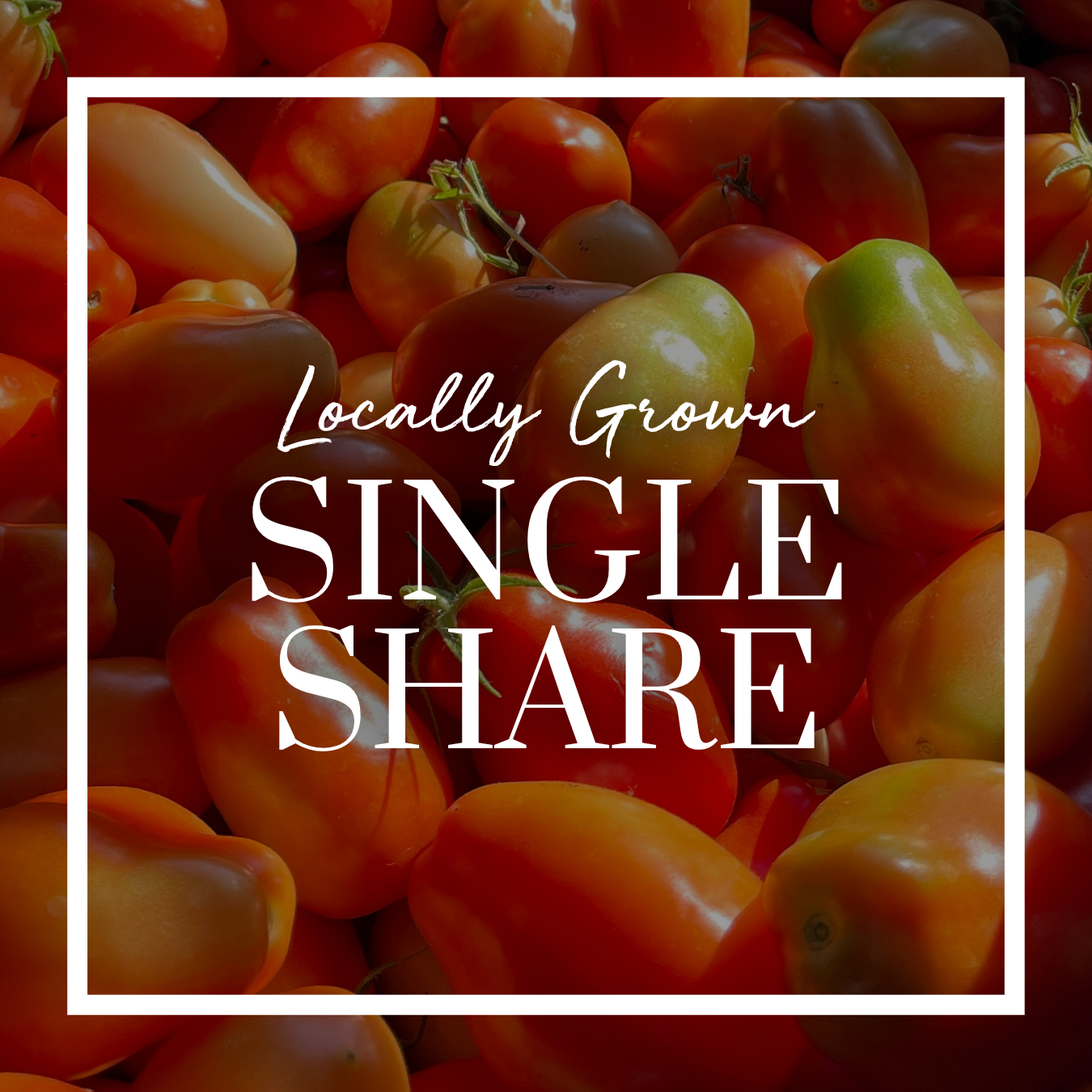 Summer CSA: Single Share (Pay Monthly)