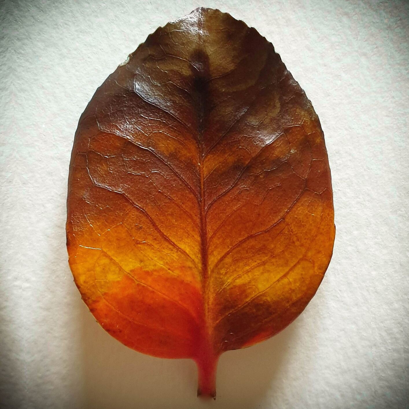 Laurel leaf from the garden