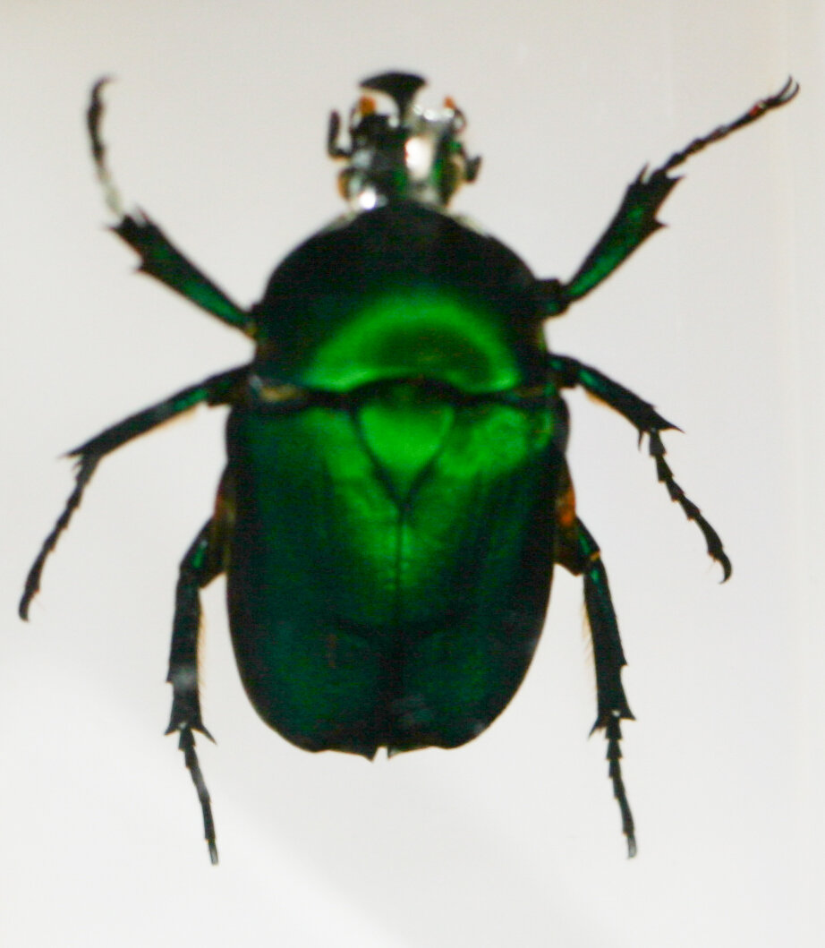 Beetle from sketching practice