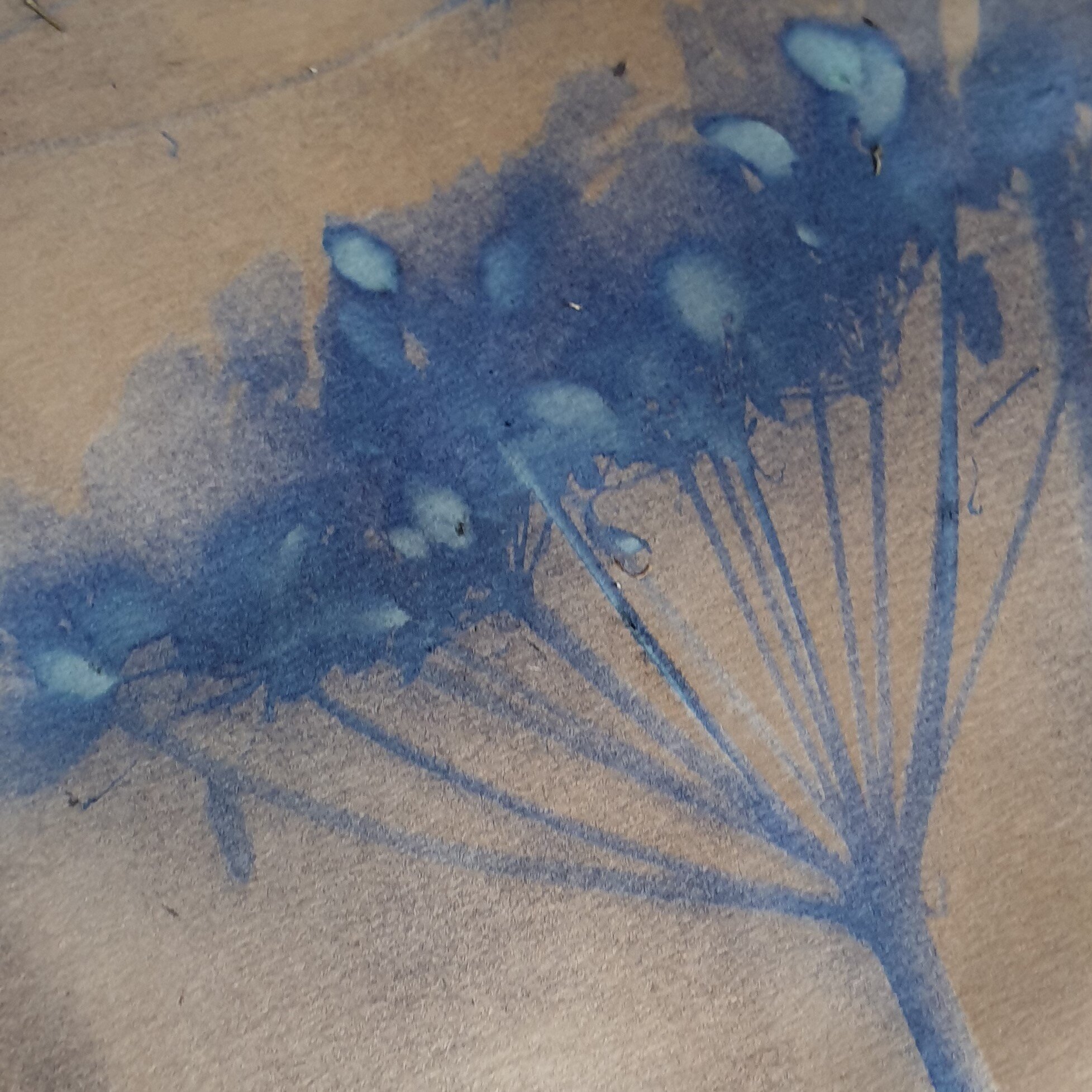 Ground elder on cyanotype paper (not for sale)