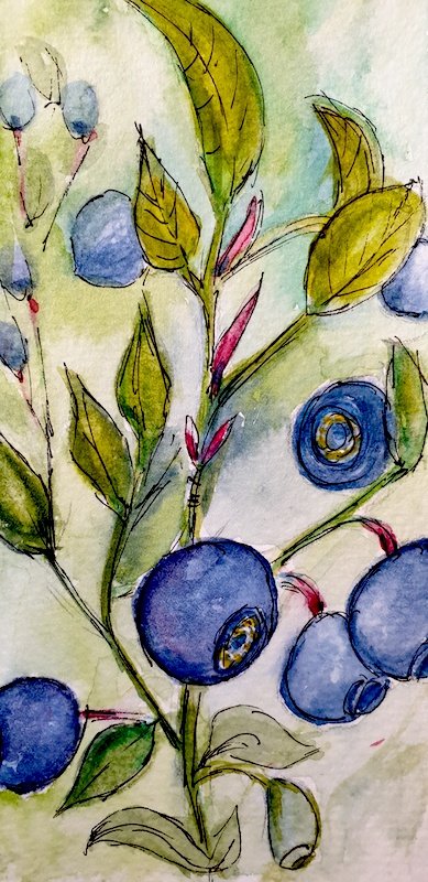 Blueberries - watercolour (not for sale)
