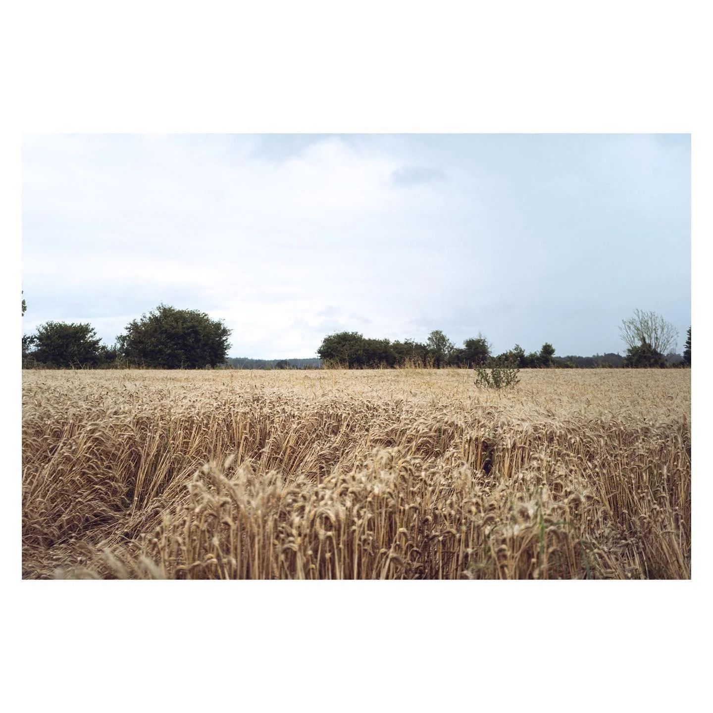 Little afternoon hike - Gac&eacute;, Normandie, France
.
.
#hiking #hikingday #countryside #frenchcountryside #francephotography #forest #landscape #landscapephoto #igerslandscapes #outdoor #summer #cloudyday #rainyday #raininsummer #normandie #count
