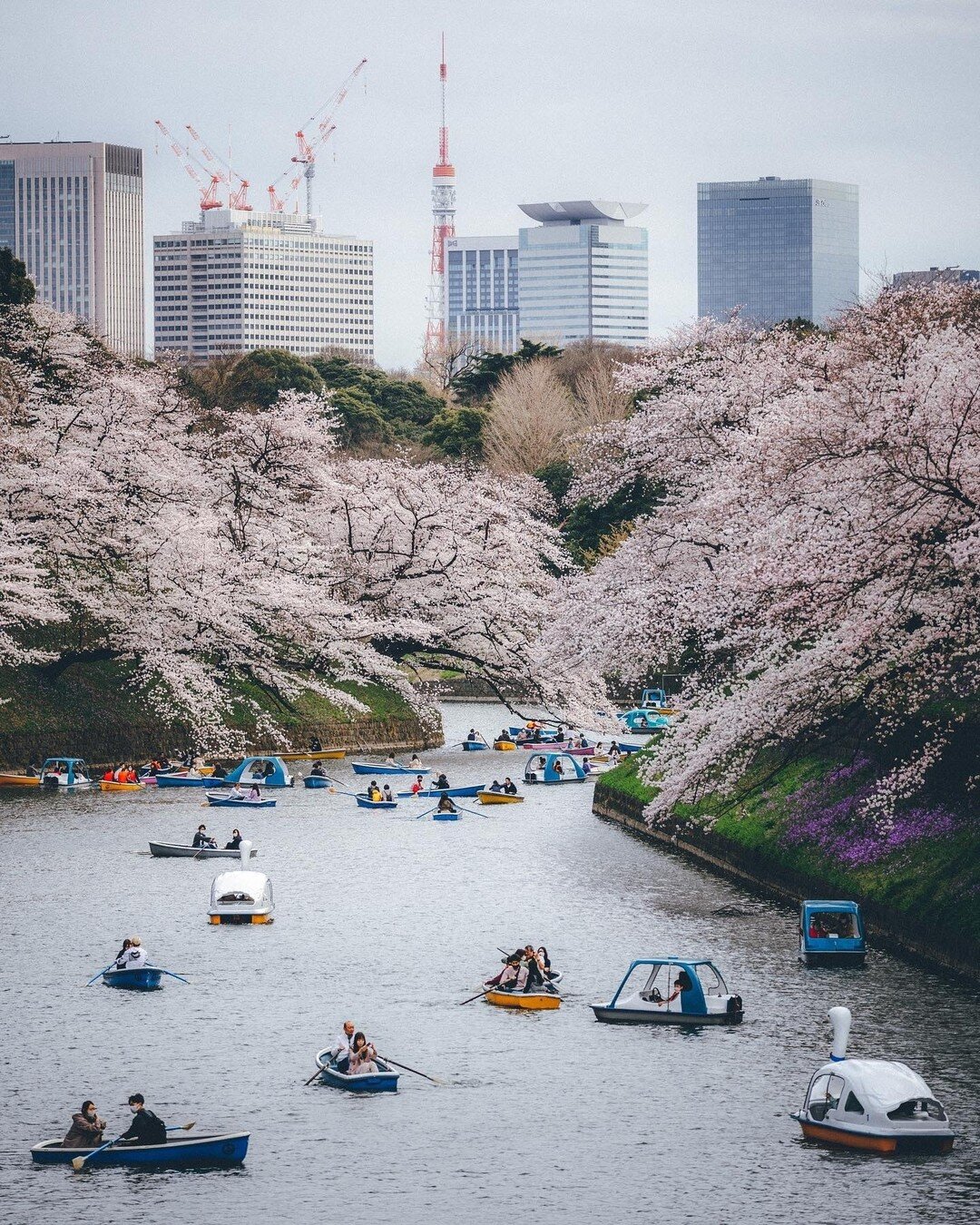 Cherry blossoms are slowly coming to an end 😭. Swipe to see all the popular locations to view cherry blossoms in Tokyo!

🌸 @m.ssaa.k  Chidorigafuchi Imperial Palace
🌸@wangxiaolangman 
🌸@nocchi_24 Seibu Train Line
🌸@nickelpack Shibuya Sakura Dori