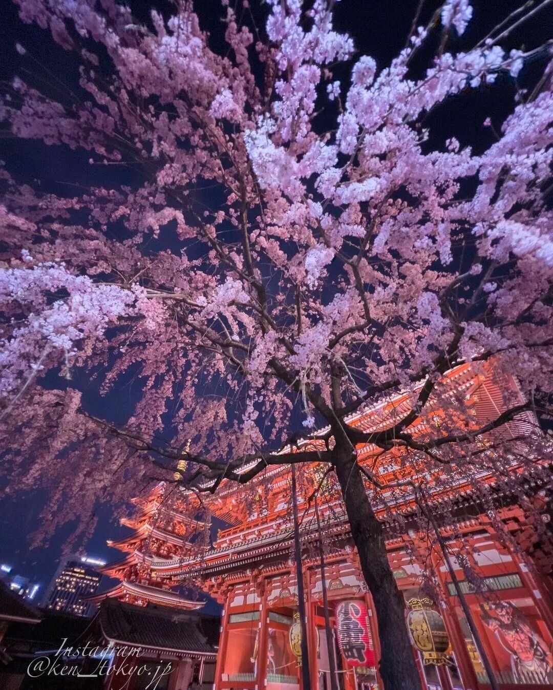 Spring has arrived in Tokyo! Anyone planning their trips to Tokyo for next year's cherry blossom season? 
&bull;&bull;&bull;
Reposted from @ken_tokyo.jp 
#japan #tokyo #traveljapan #traveltokyo #tourjapan #tourtokyo #tokyofood #japanese #instalike #i