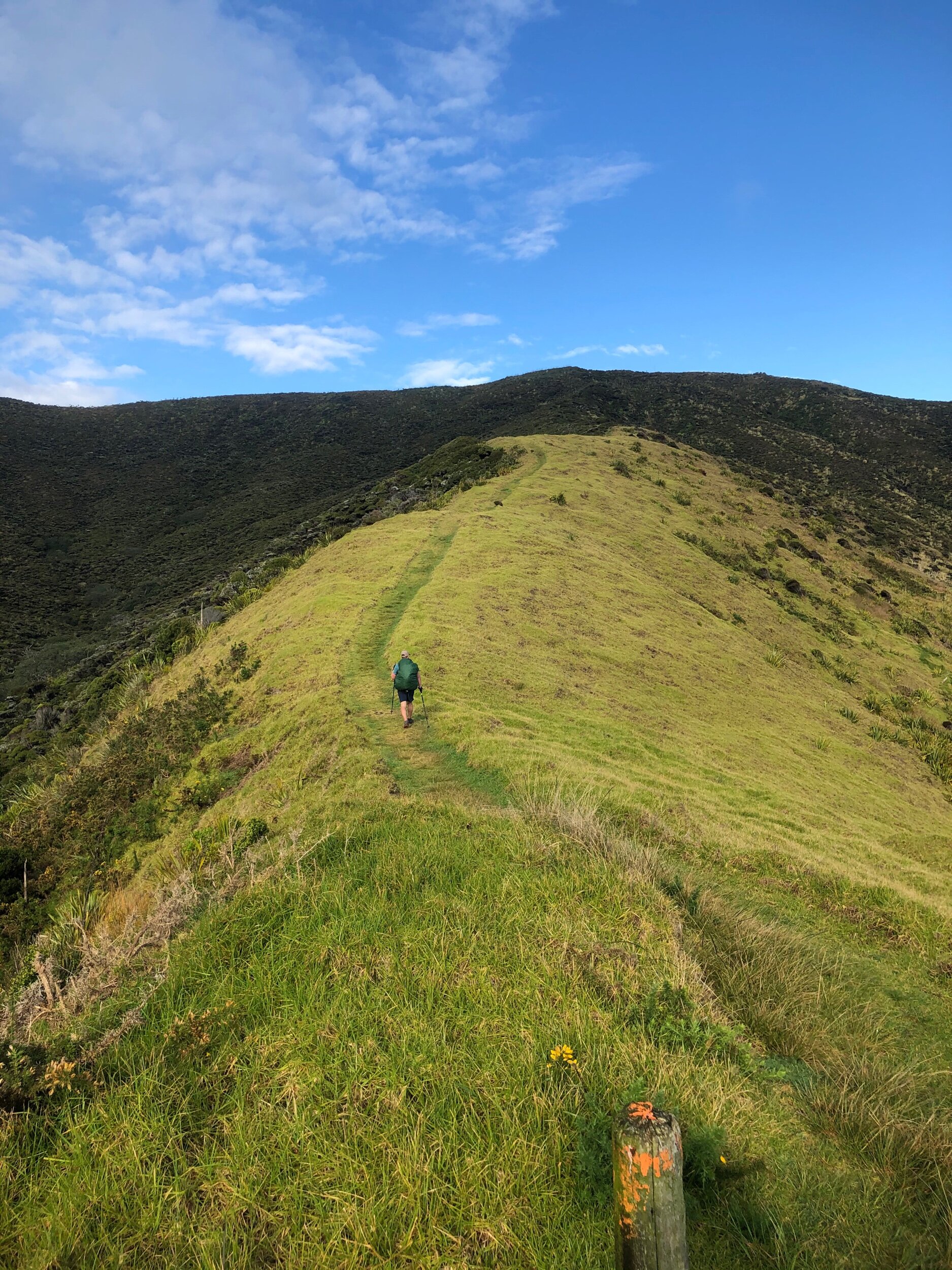 Ridge trail up to the road to Cape Reinga
