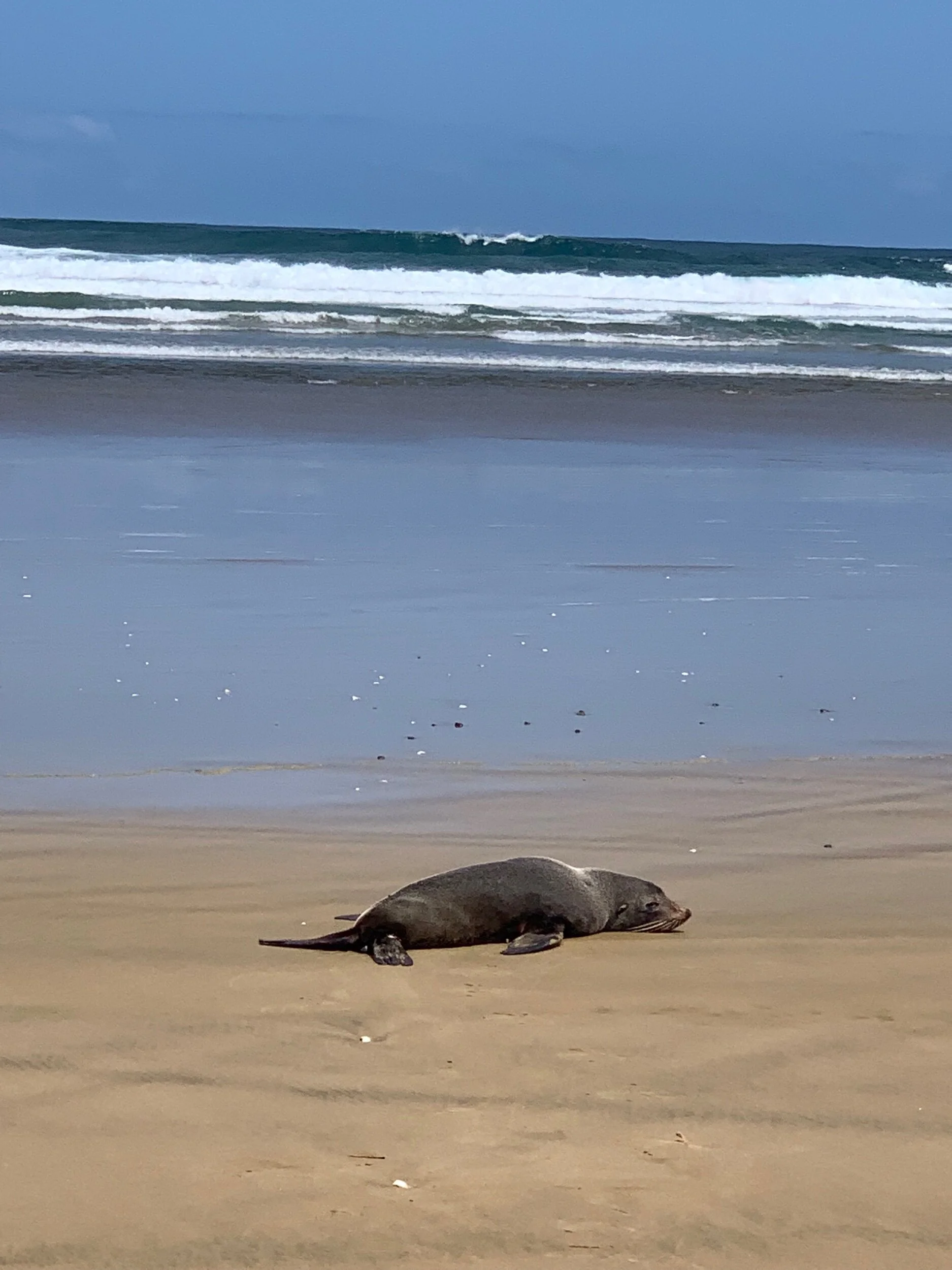 Seal on Twilight Beach
