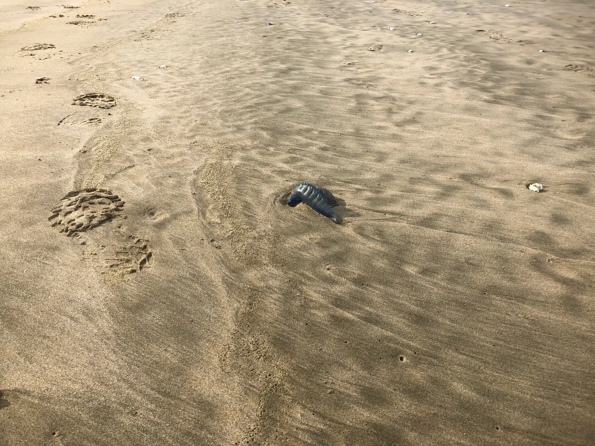 Portuguese Man O’War
