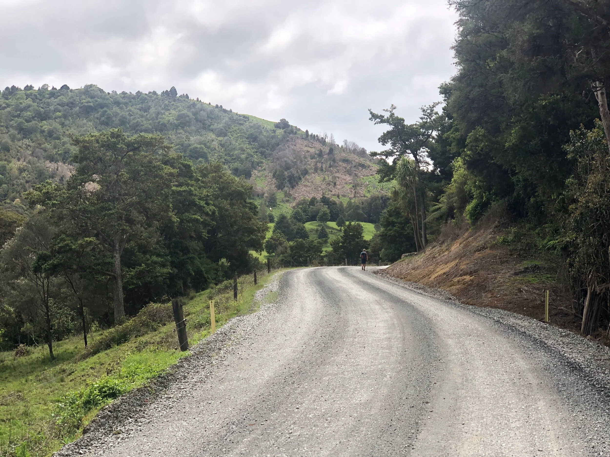 Winding road leading to the Omahuta Forest