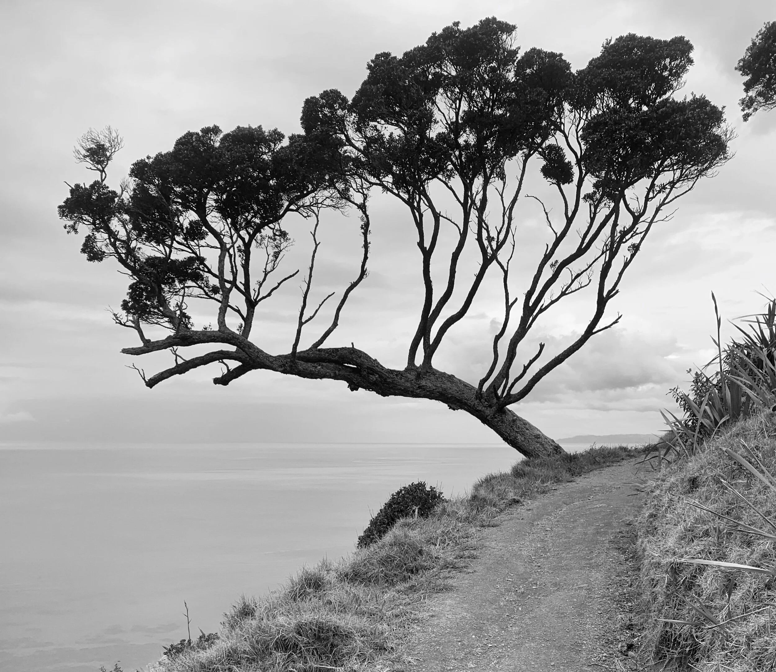 Tree hanging over the water below