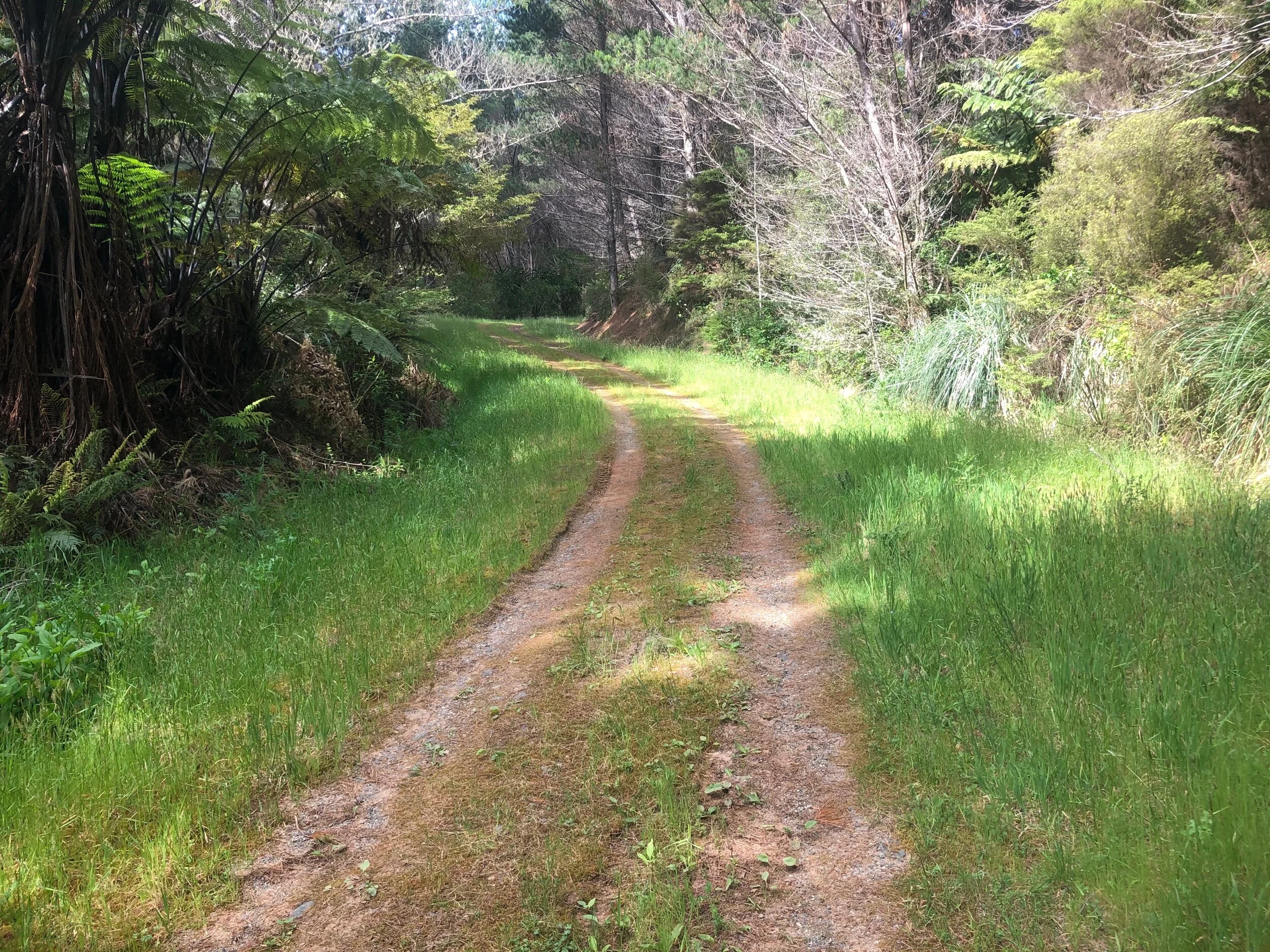 Forestry road up to Dome