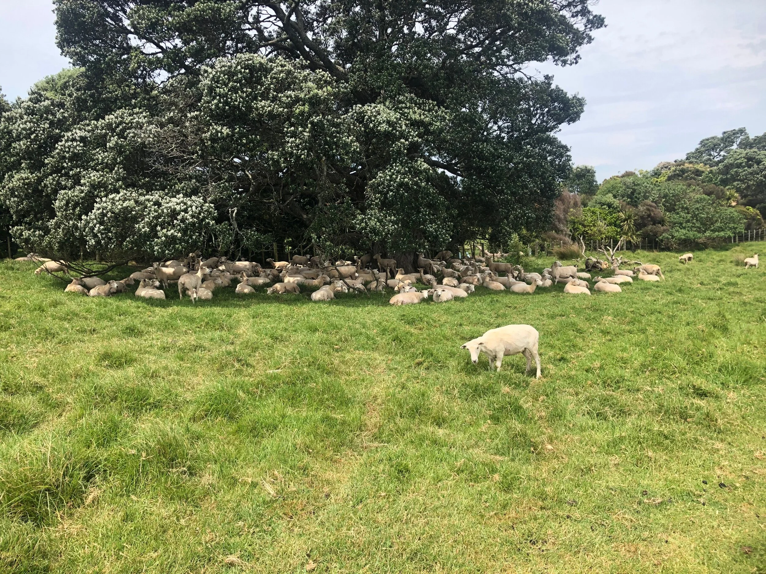 Sheep avoiding the head