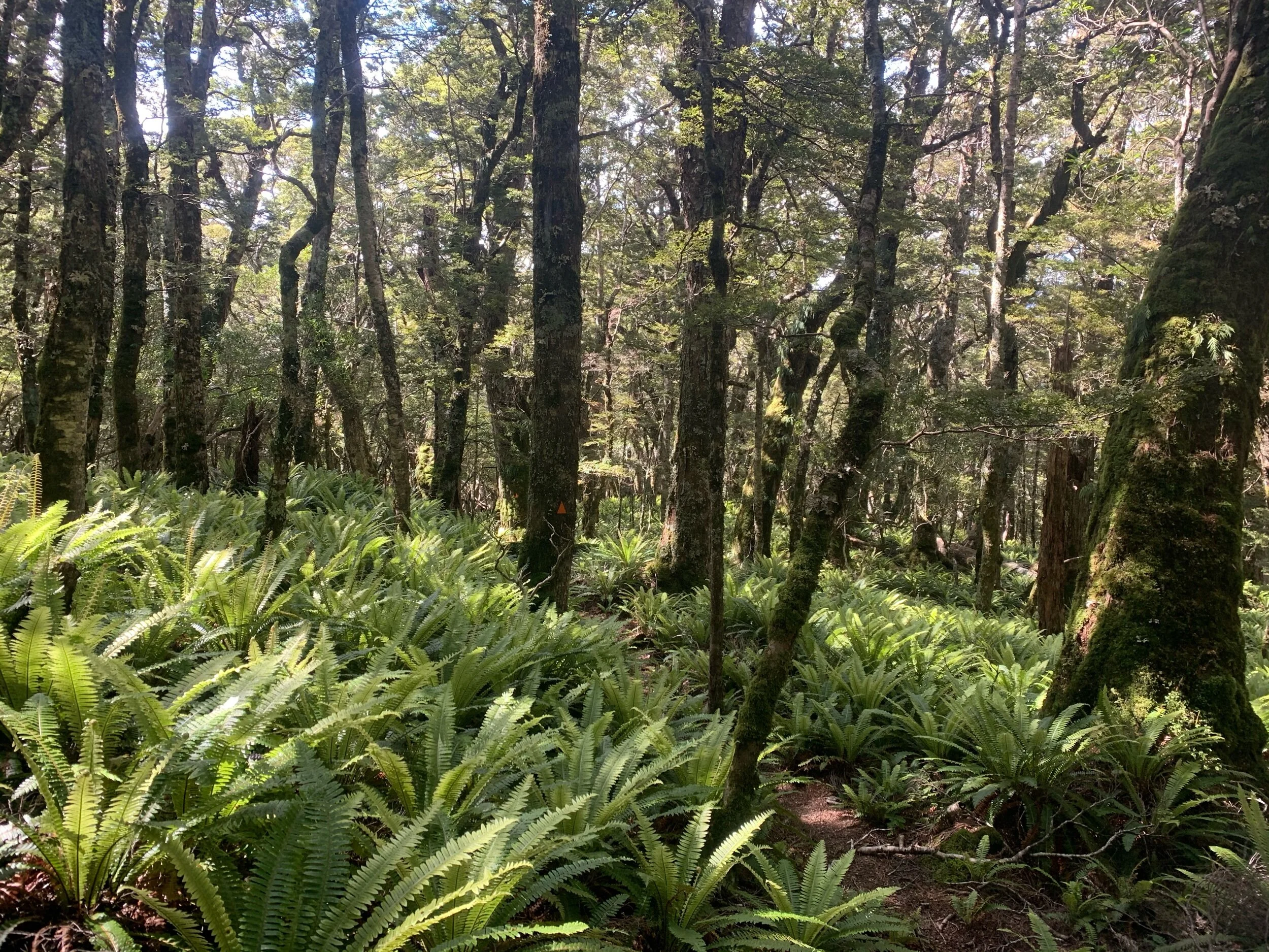 Day 112: Where the Wild Ferns Grow