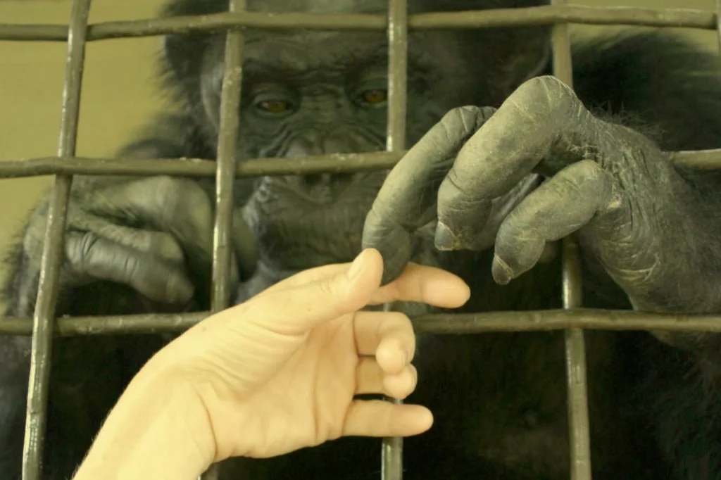 Humans that Betray, Animals that are Betrayed 