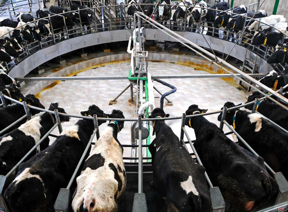 Classical Liberalism, Cruelty, and the Injustice of Factory Farming