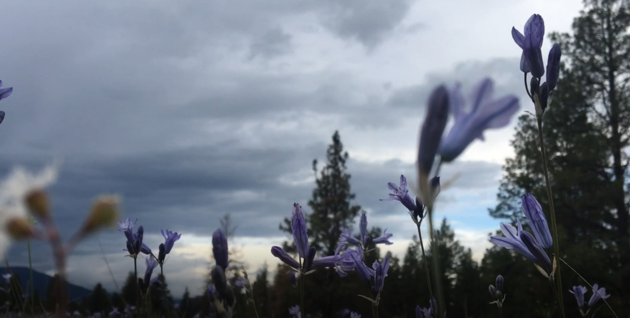 Continuing the Journey: Connections between the CRP and the Indigenous Circle of Experts