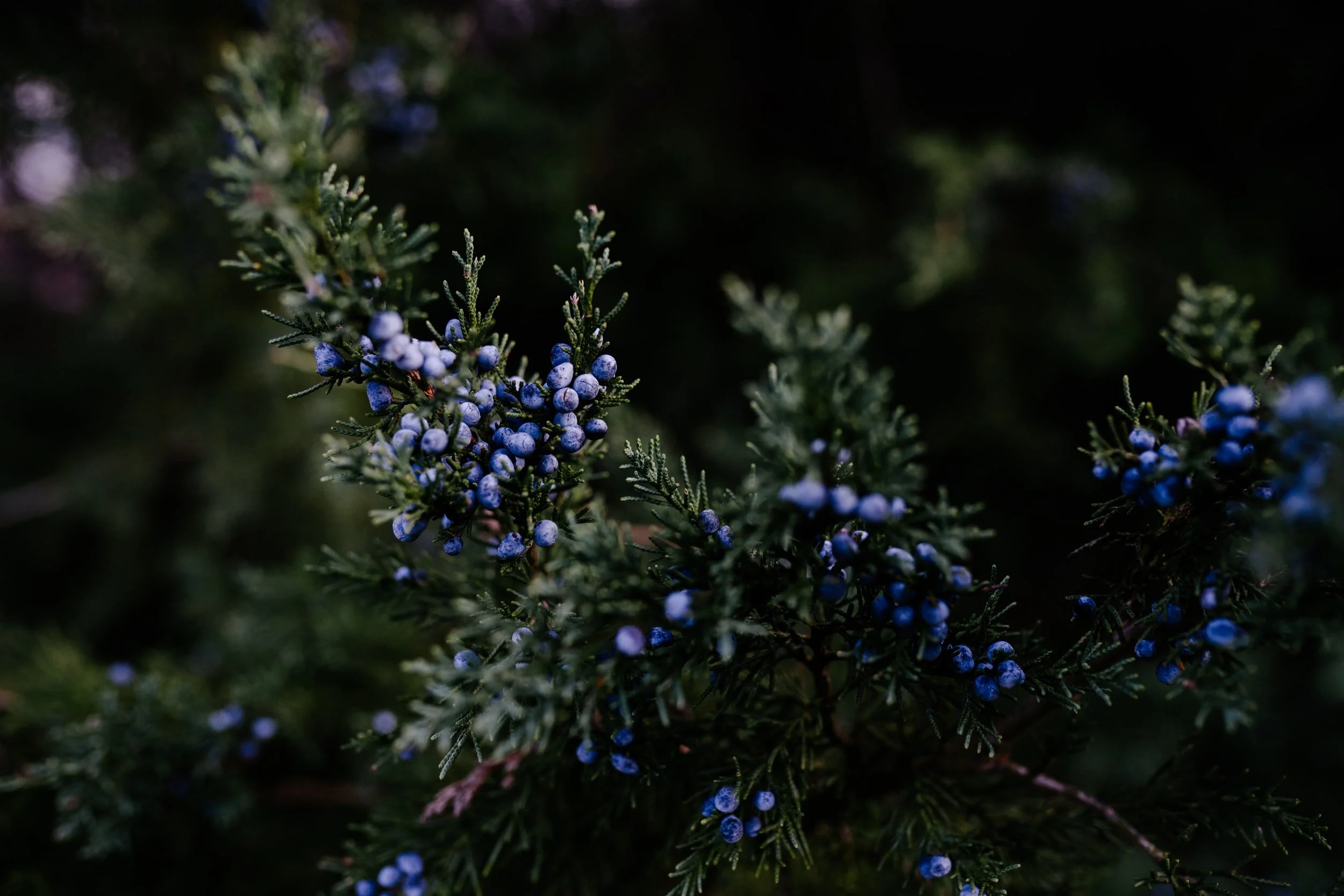 Impacts of Right-of-Way management on culturally significant plants in Unama'ki