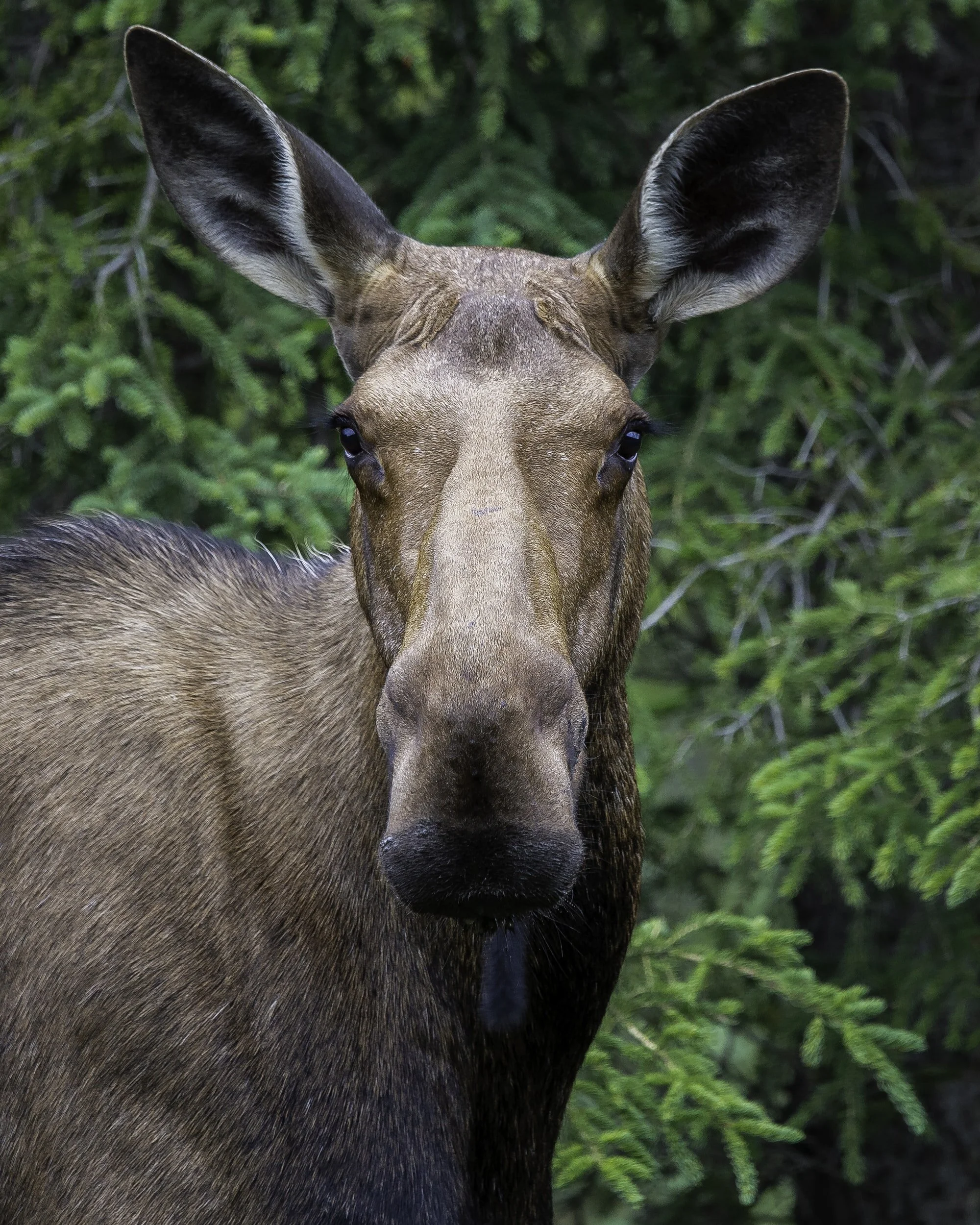 Paper:  Supporting Resurgent Indigenous-led Governance: A nascent mechanism for just and effective conservation