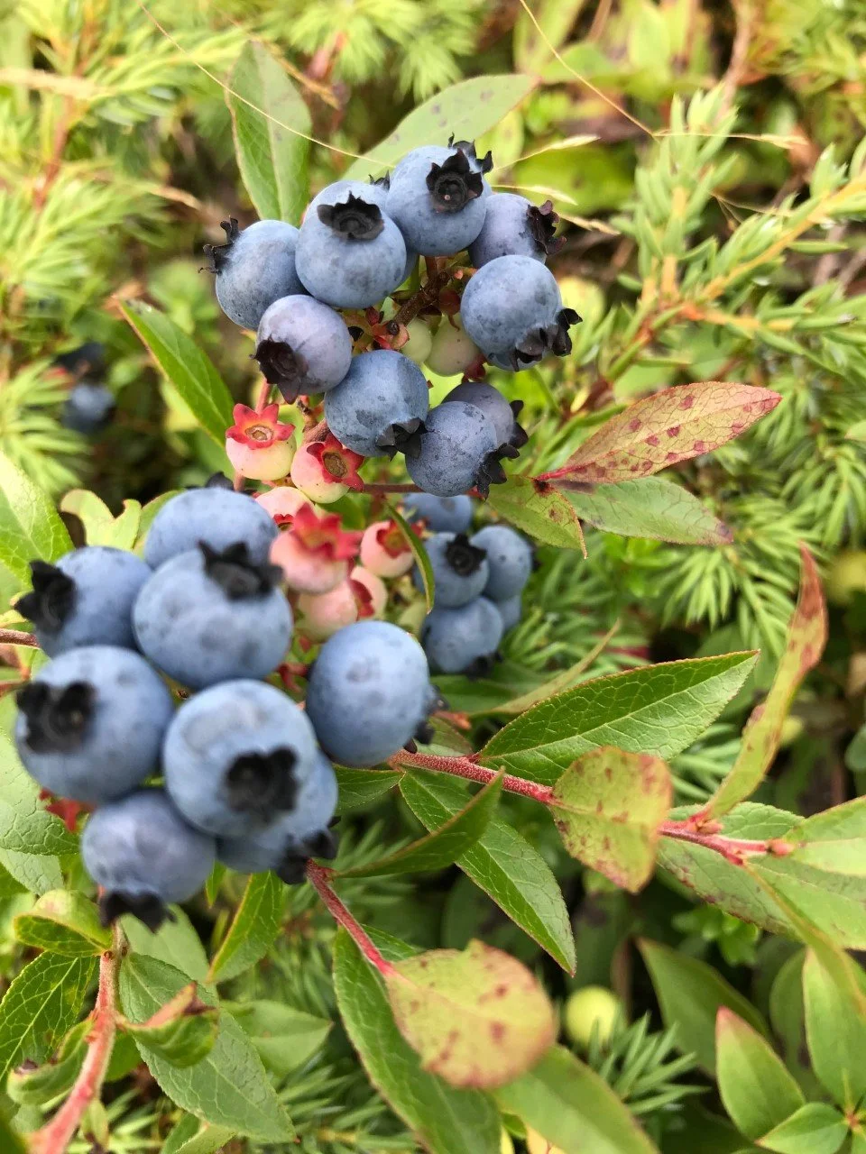 Blog Series: Cultural Keystone Species and Places