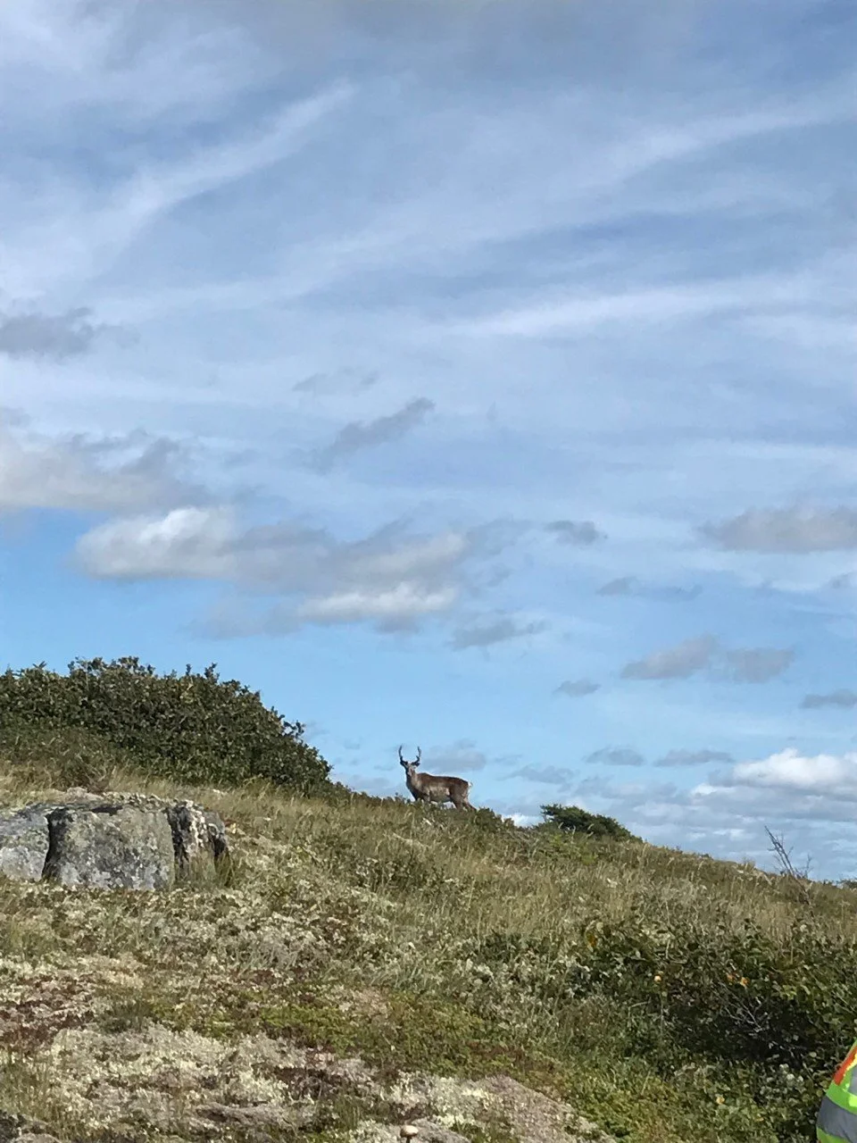 Cultural Keystone Species Series Part 2: Introducing Cultural Keystone Species