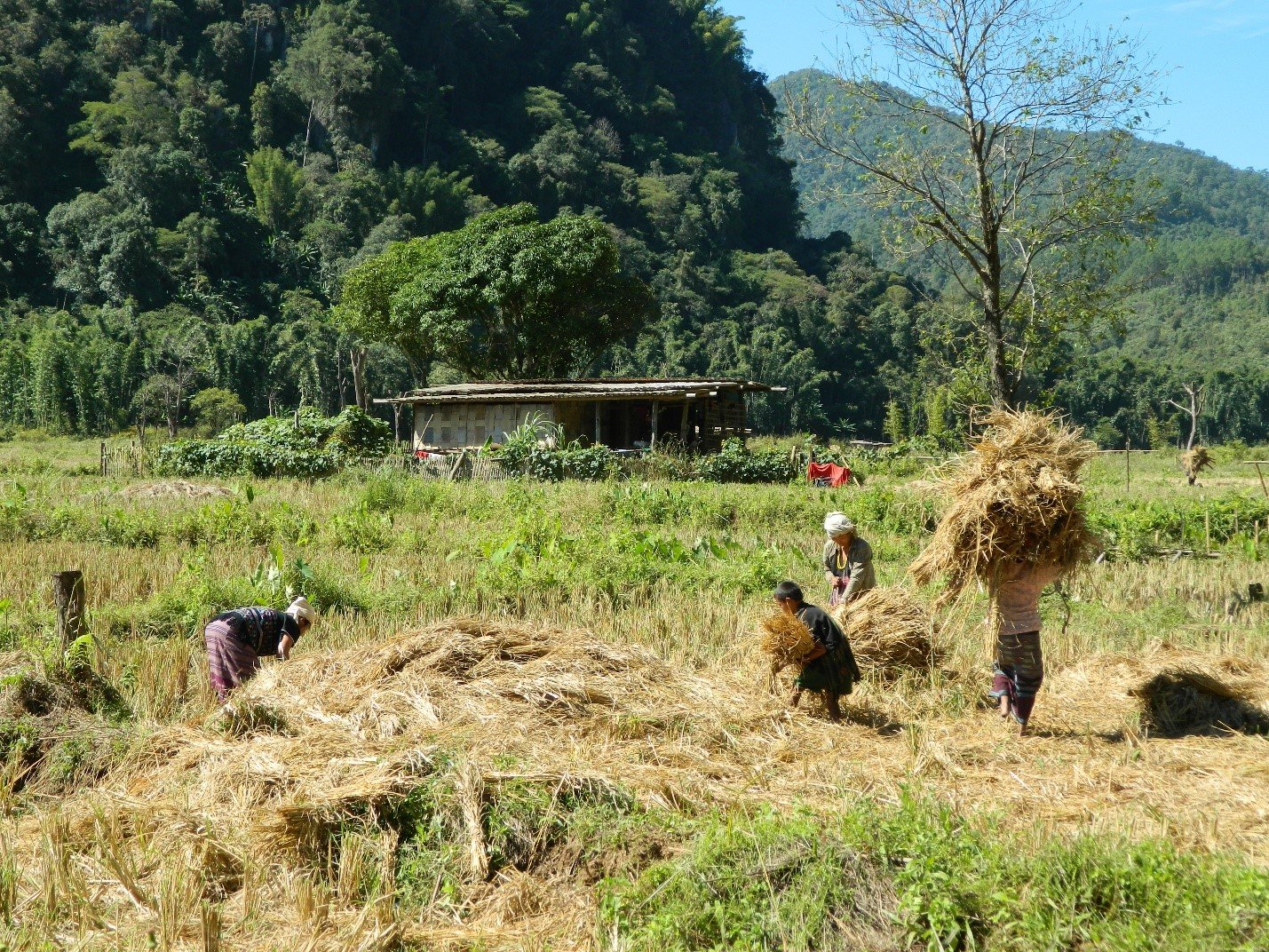 Harvesting rice. The Salween Peace Park nurtures traditional land-based livelihoods