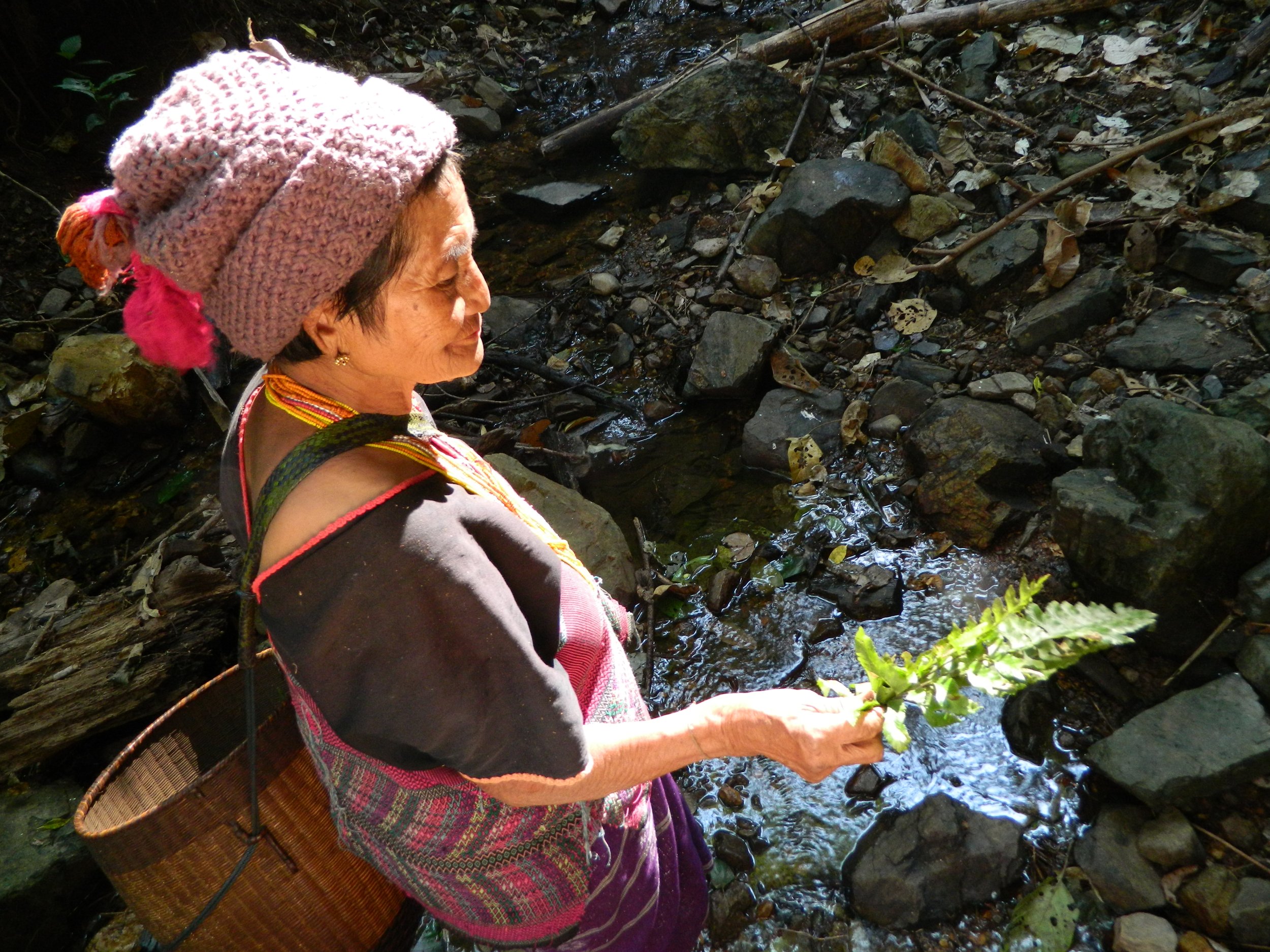 Harvesting wild vegetables from the forest, Salween Peace Park