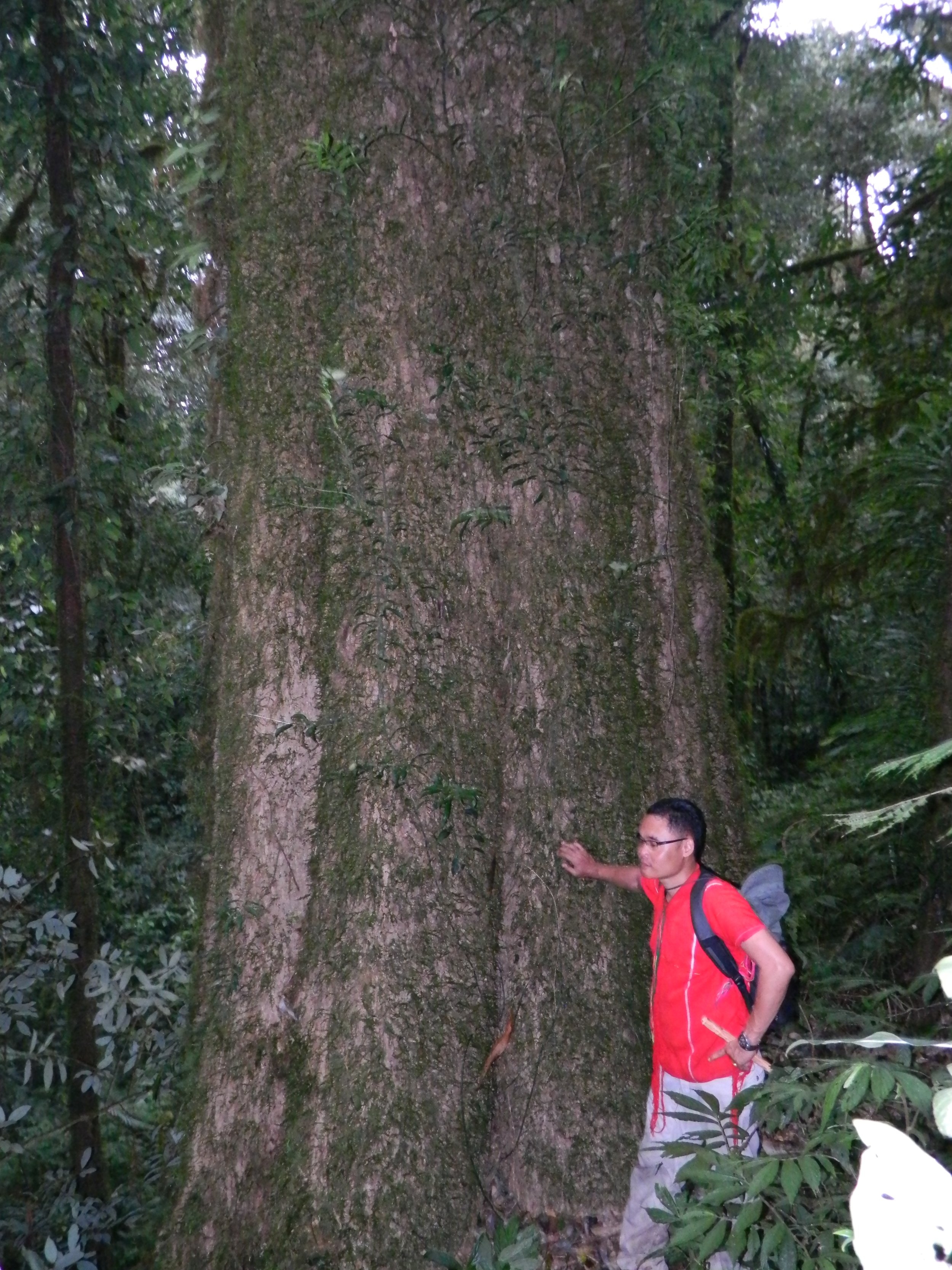 Old-growth giant in the Kheshorter Community Forest, Salween Peace Park
