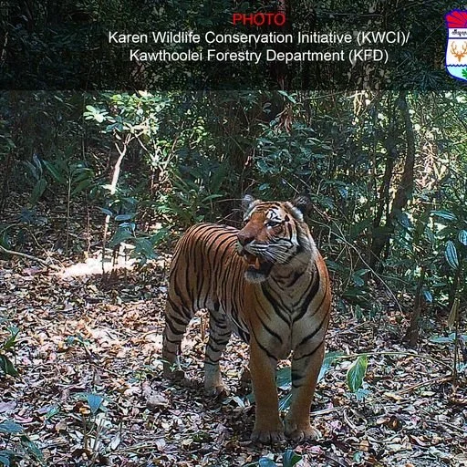 Tigers still roam the remote forests and mountains of Salween Peace Park 