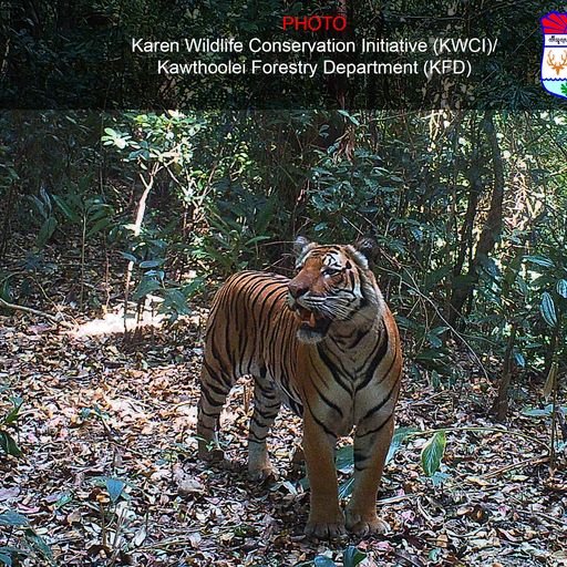 Tigers still roam the remote forests and mountains of Salween Peace Park 