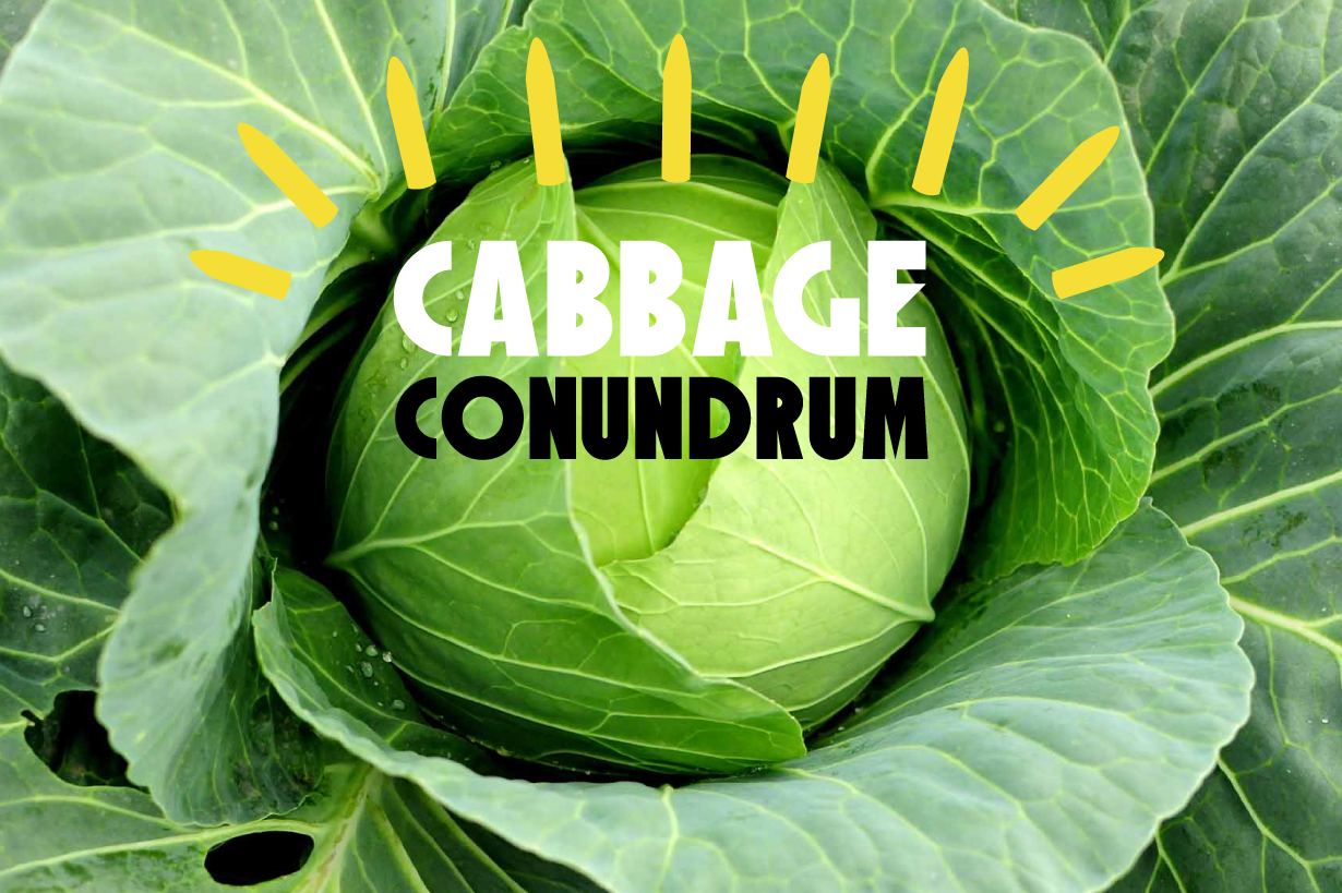 cabbageconundrom-01.png