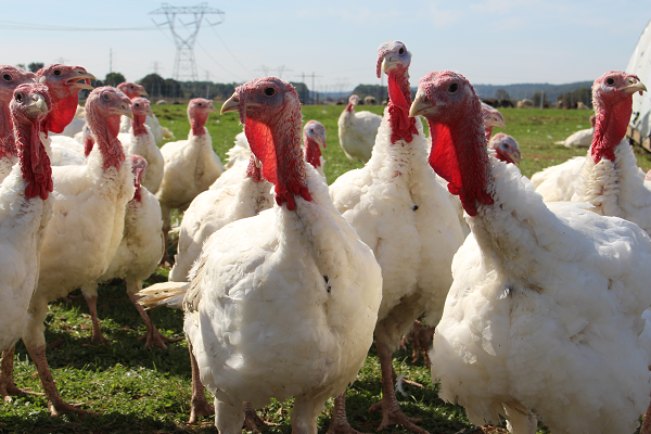 turkeys.png