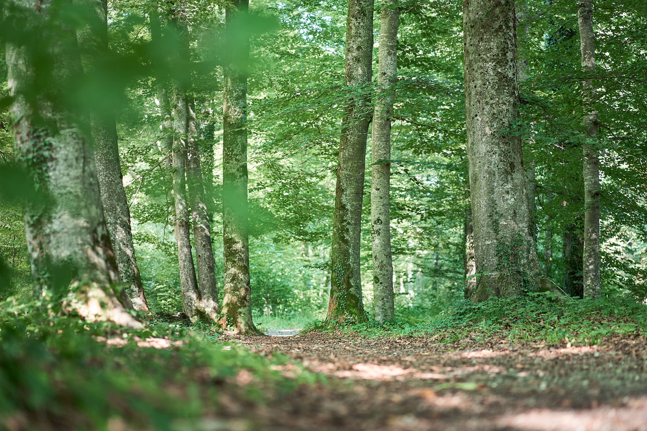 Regenerative Organisationen entstehen durch andere Entscheidungslogiken
