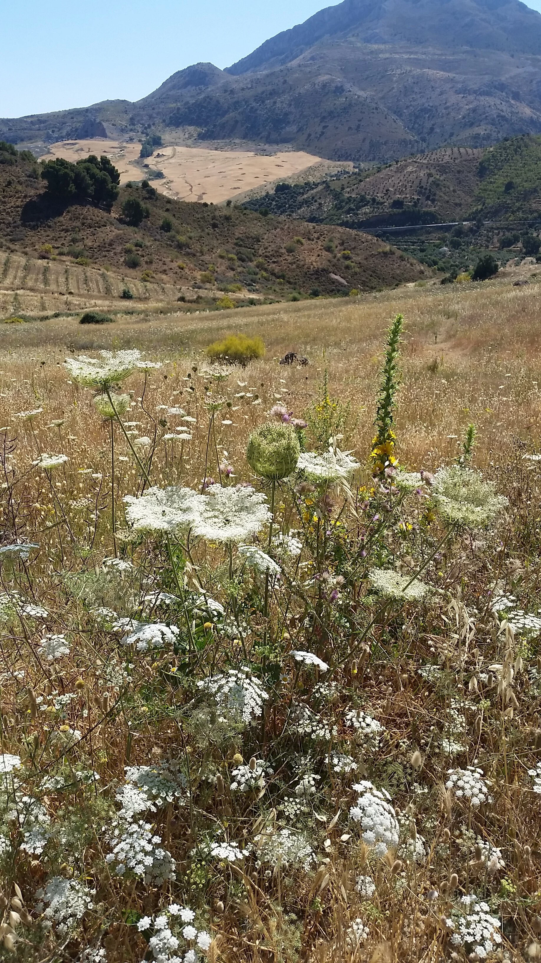 20190610_110139.jpg