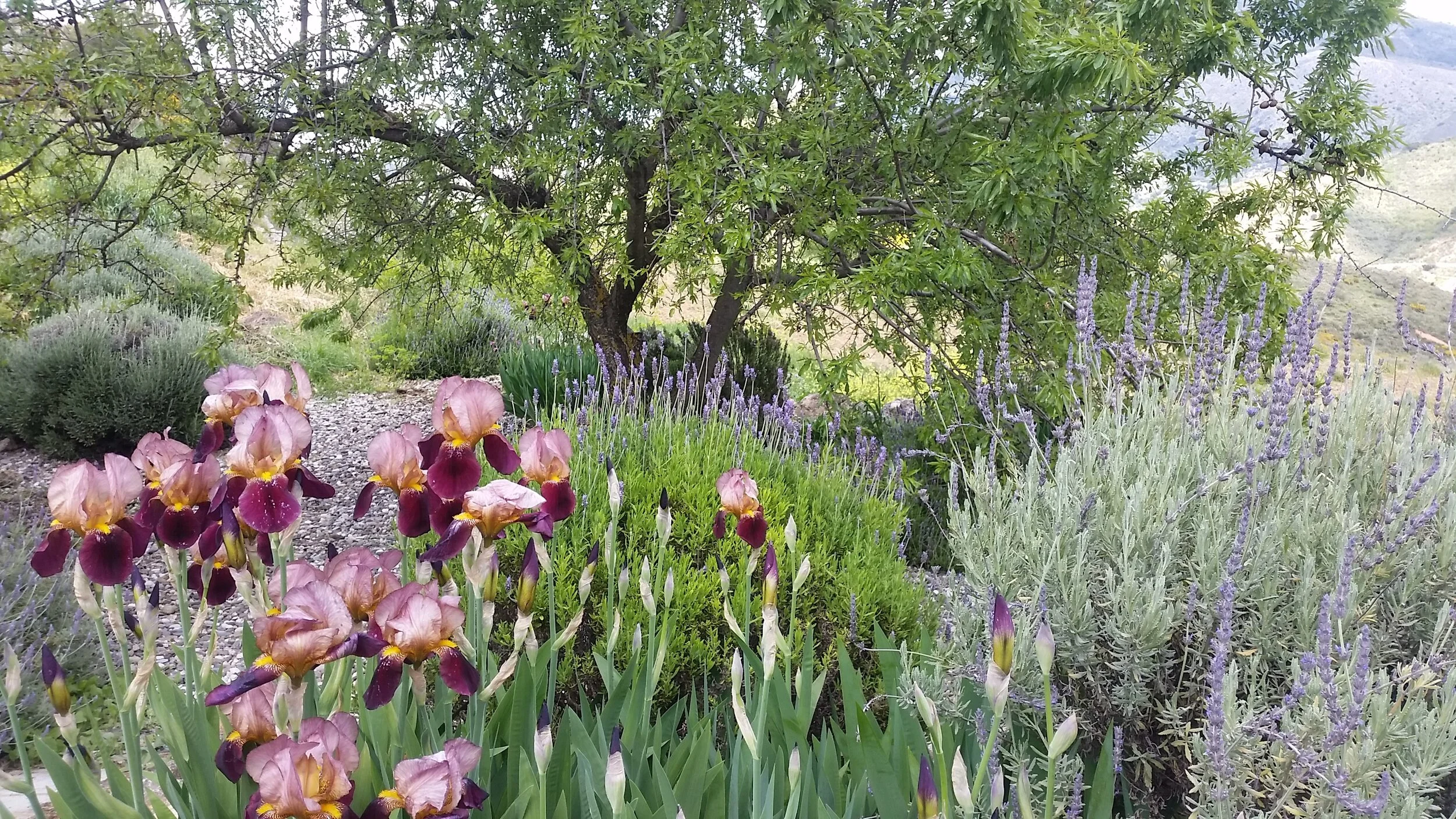 The garden