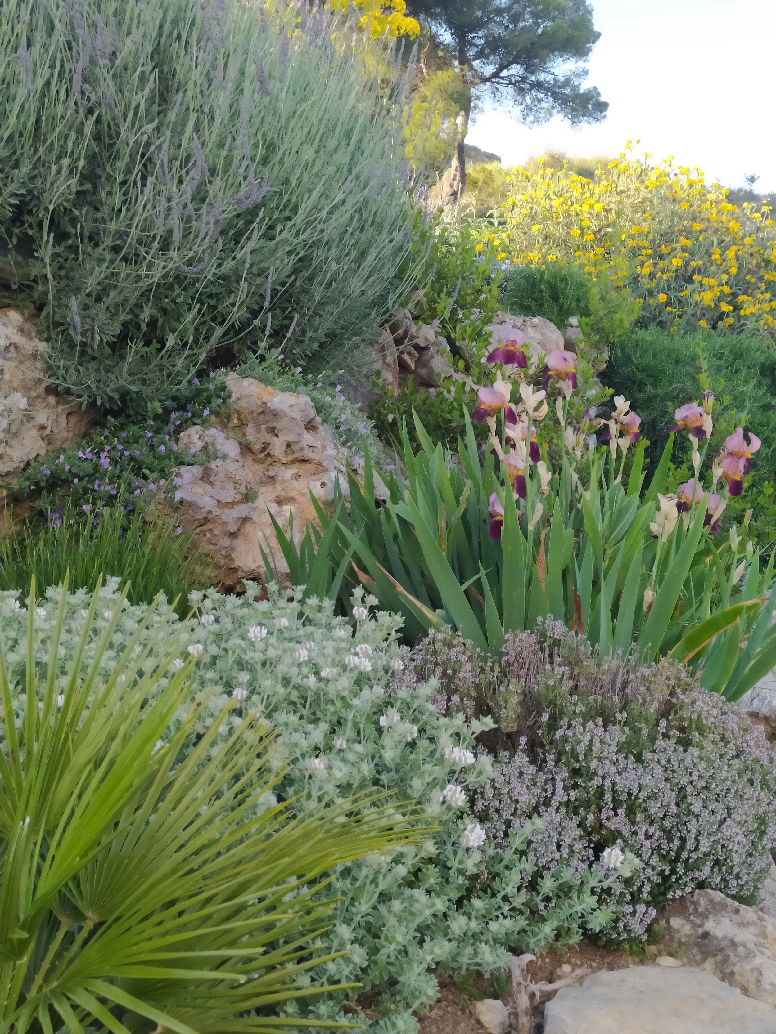 View from gate of planting on way to front.jpg