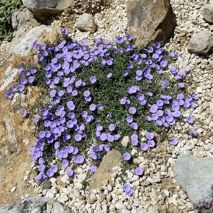 Convolvulus sabatius.jpg