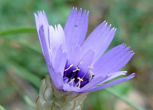 Catananche caerulea.jpg