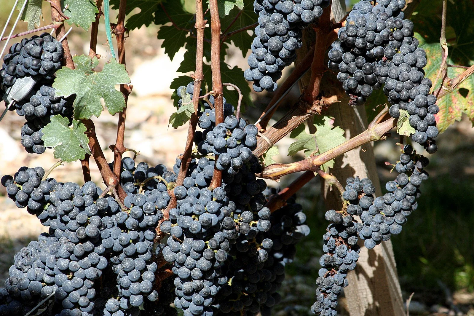 Cabernet_Sauvignon_grapes_from_Château_Cos_D'Estournel.jpg