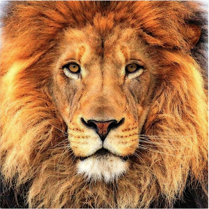 Resized_Beautiful_Lion_Face_Wild_Cat_Glare_Canvas_Print (1).jpeg